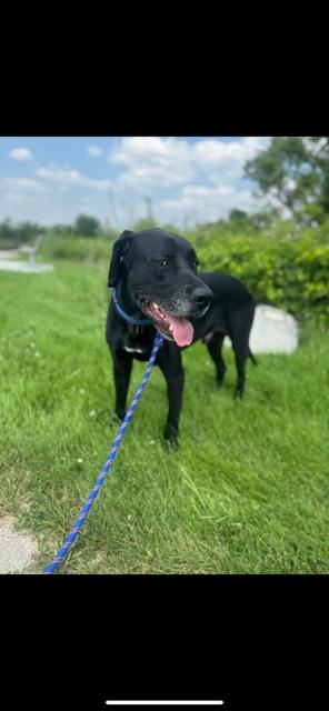 Aruban Romo or Mr. Loyal, ADOPTABLE, Adult Male Great Dane.