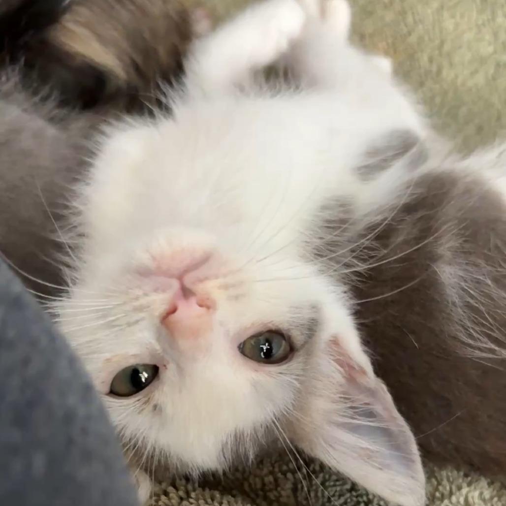 Enlarge Scythe, a Adoptable Domestic Short Hair in San Diego, CA image 1/4