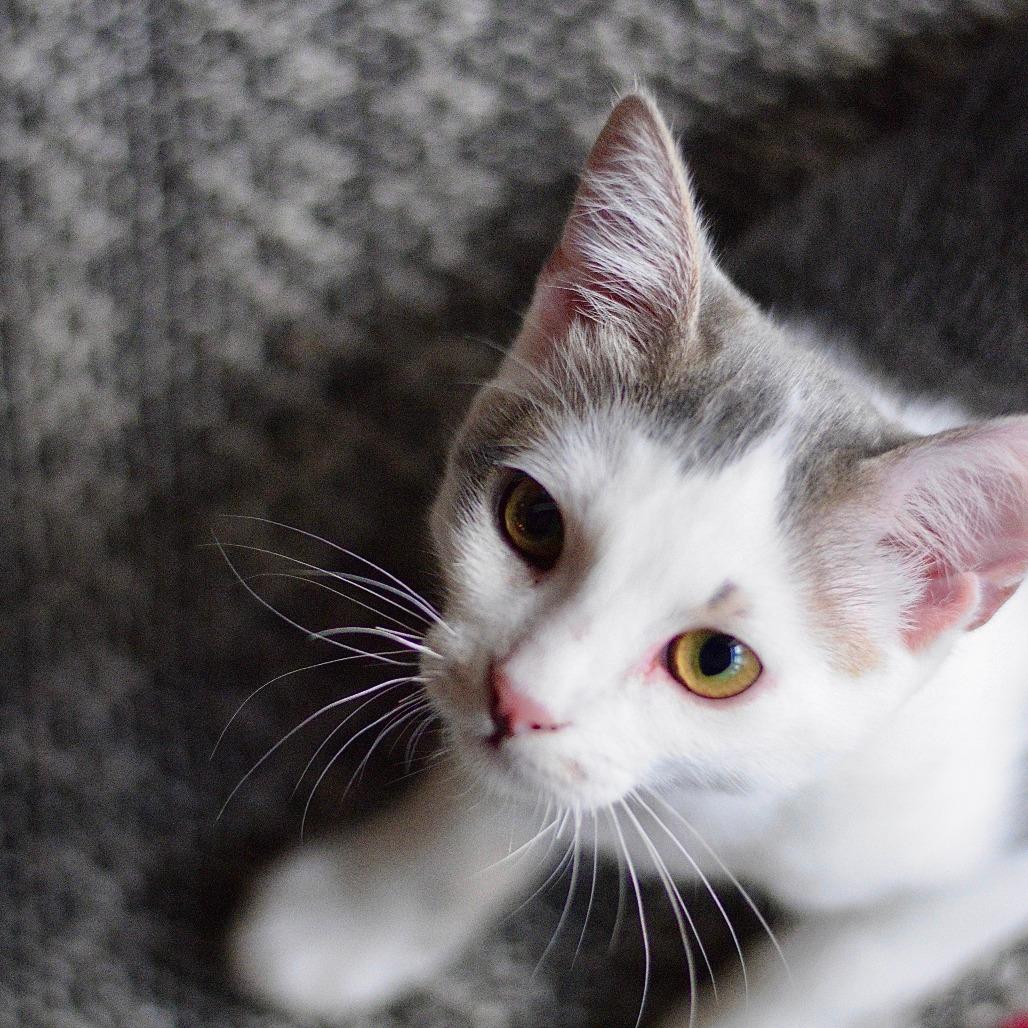 Enlarge Scythe, a Adoptable Domestic Short Hair in San Diego, CA image 2/4