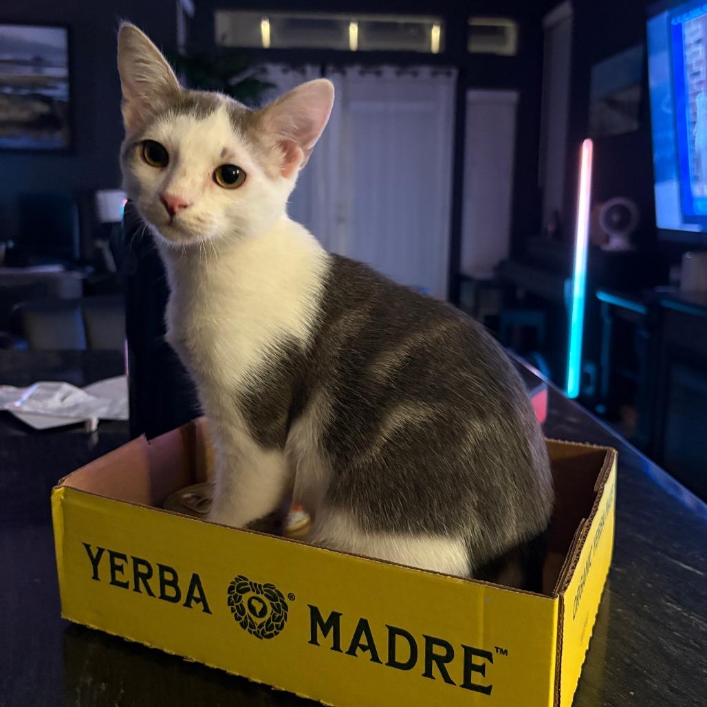 Enlarge Scythe, a Adoptable Domestic Short Hair in San Diego, CA image 3/4