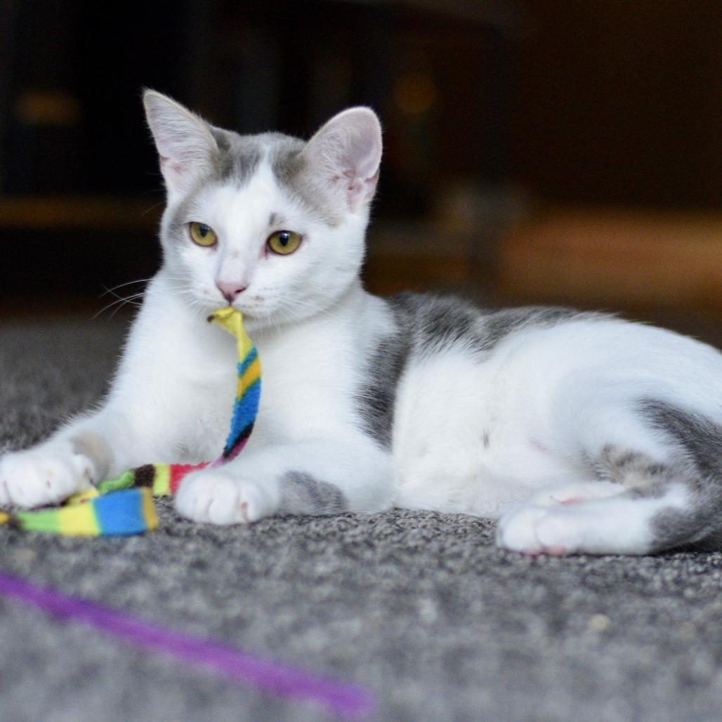 Enlarge Scythe, a Adoptable Domestic Short Hair in San Diego, CA image 4/4