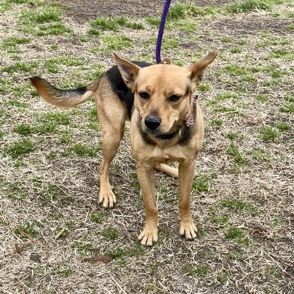 Enlarge Beaux, a Adoptable Carolina Dog in Newport, NC image 1/6