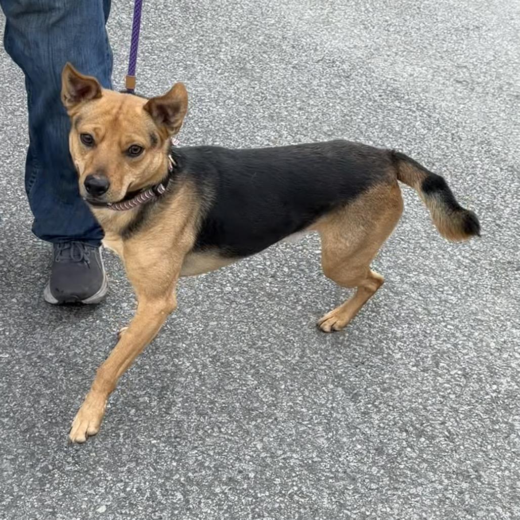 Enlarge Beaux, a Adoptable Carolina Dog in Newport, NC image 2/6