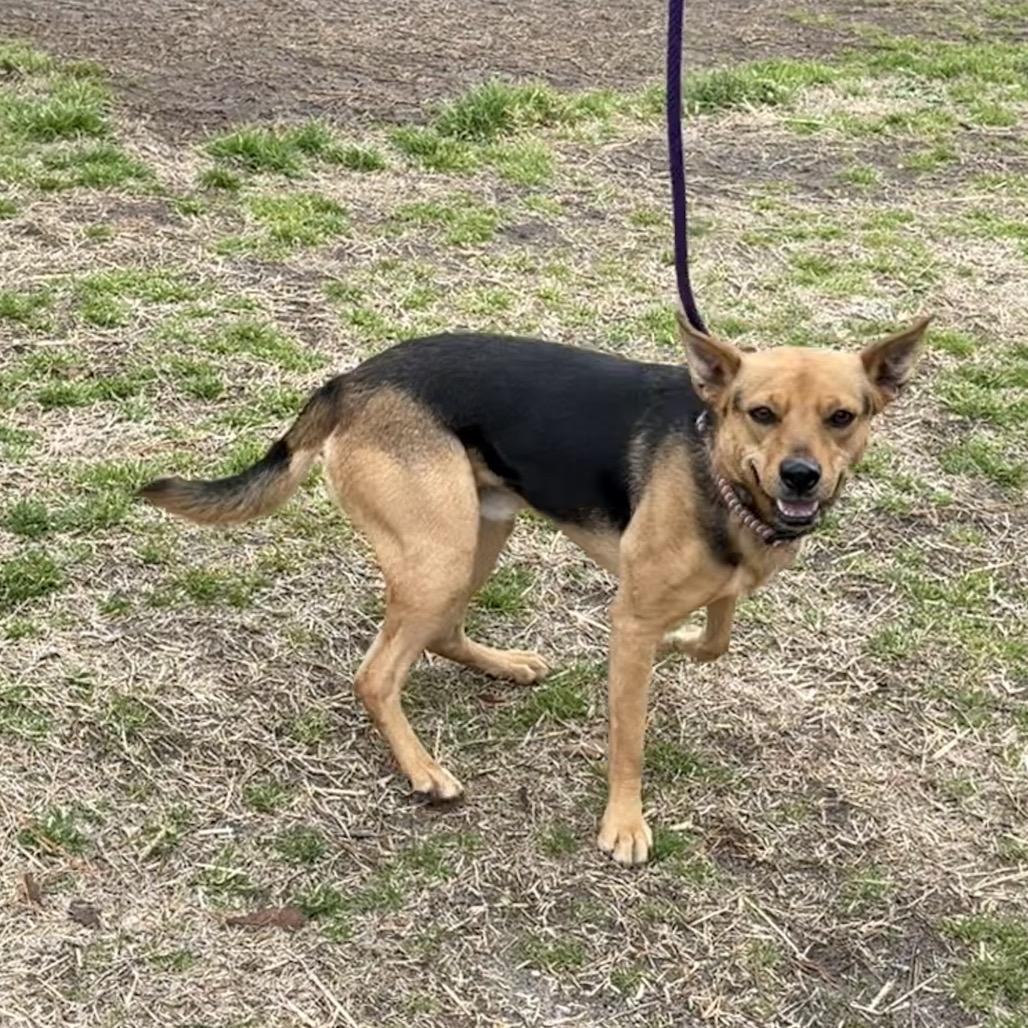 Enlarge Beaux, a Adoptable Carolina Dog in Newport, NC image 3/6