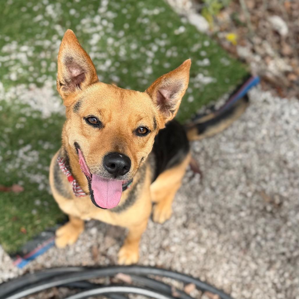 Enlarge Beaux, a Adoptable Carolina Dog in Newport, NC image 4/6