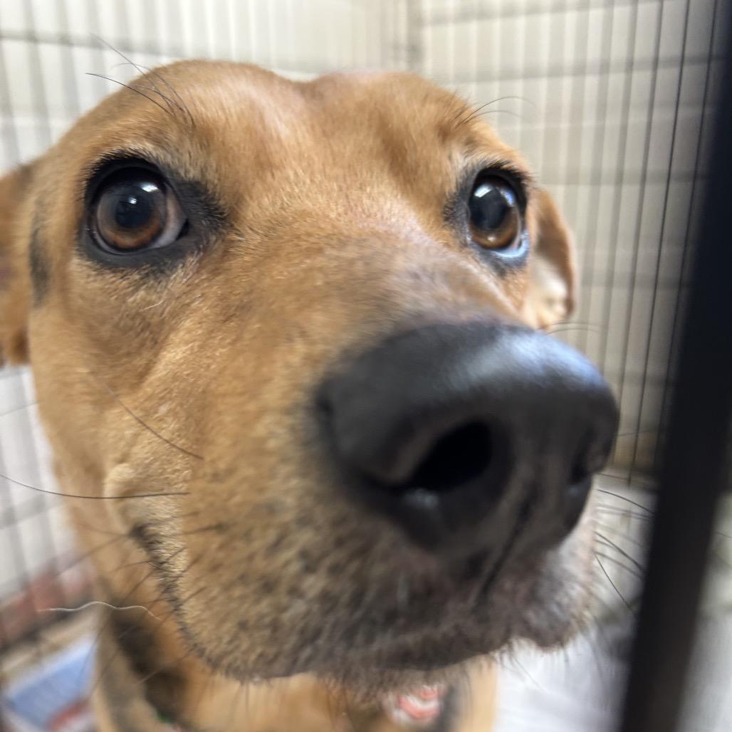 Enlarge Beaux, a Adoptable Carolina Dog in Newport, NC image 5/6