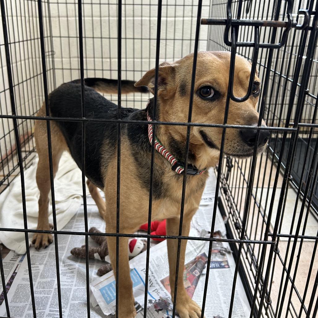Enlarge Beaux, a Adoptable Carolina Dog in Newport, NC image 6/6