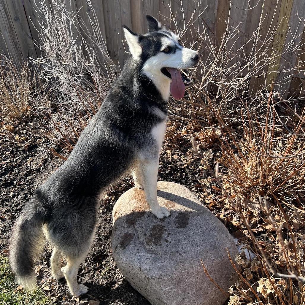 Snail, Adoptable, Adult Male Husky.