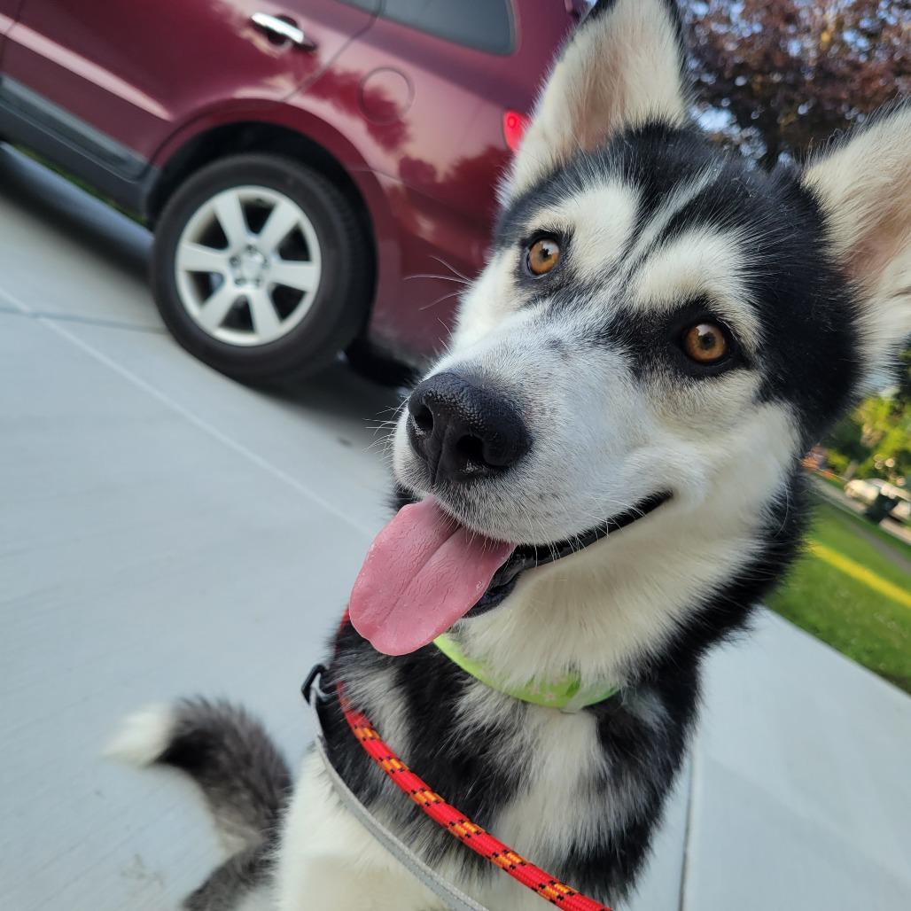 Snail, a Adoptable mixed breed in Northbrook, IL image 2/6
