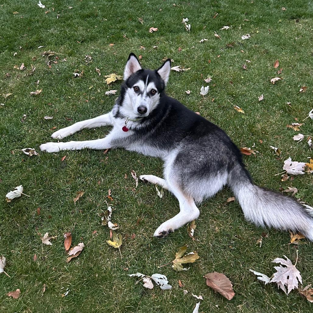 Snail, a Adoptable mixed breed in Northbrook, IL image 4/6