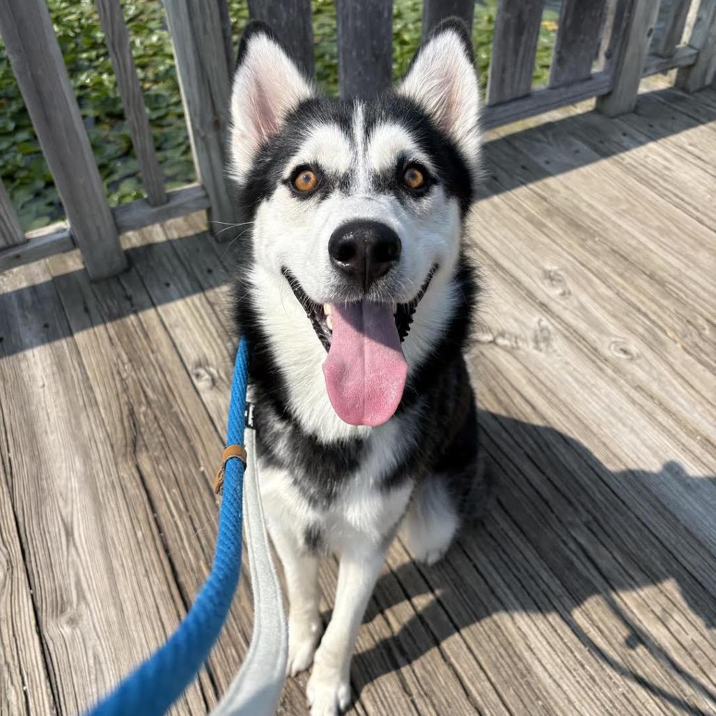 Snail, a Adoptable mixed breed in Northbrook, IL image 5/6