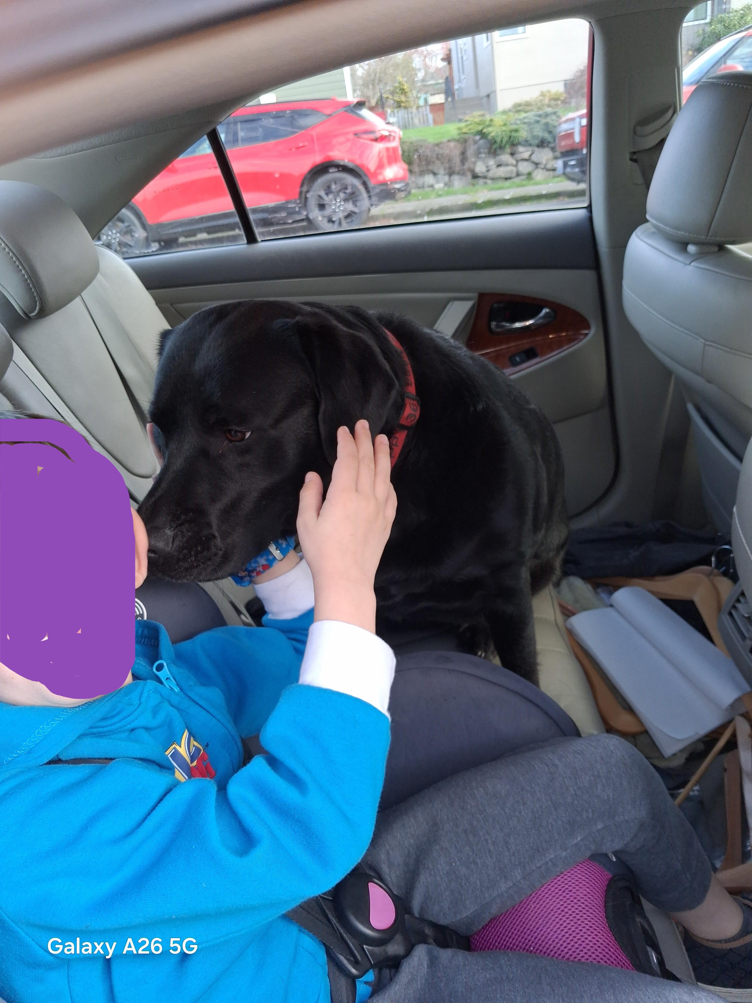 Enlarge Poppy, an adopted Black Labrador Retriever in Silverdale, WA image 3/4