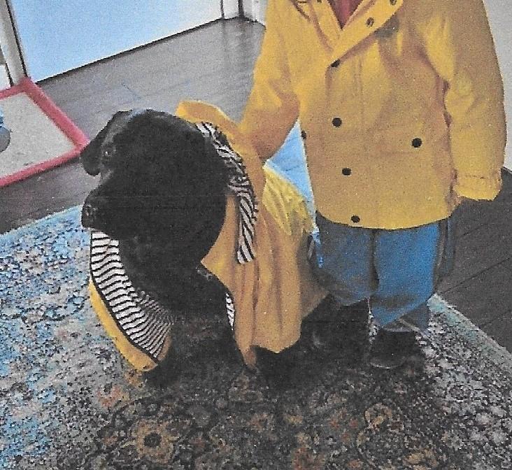 Enlarge Poppy, an adopted Black Labrador Retriever in Silverdale, WA image 2/4