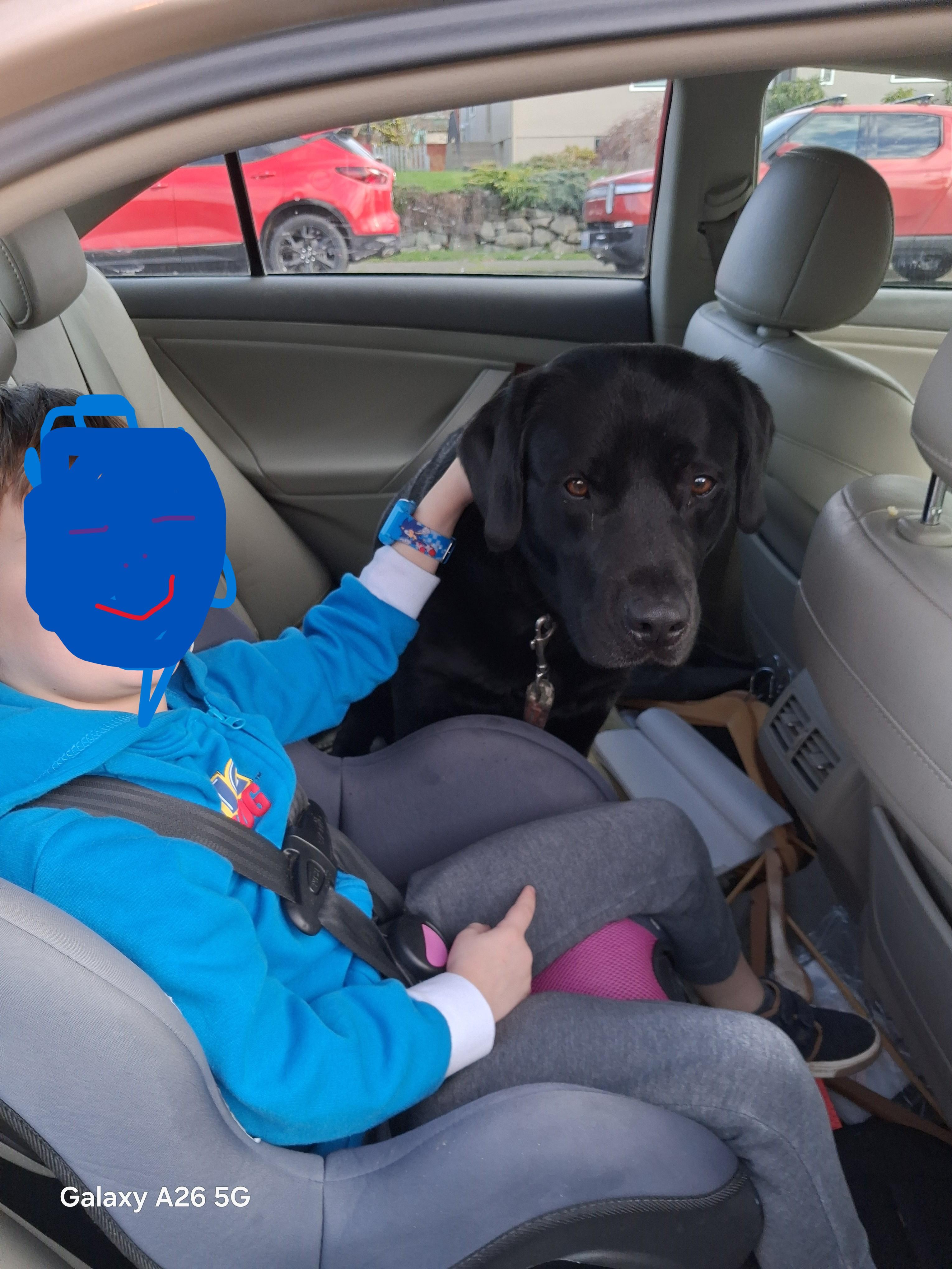 Enlarge Poppy, an adopted Black Labrador Retriever in Silverdale, WA image 4/4