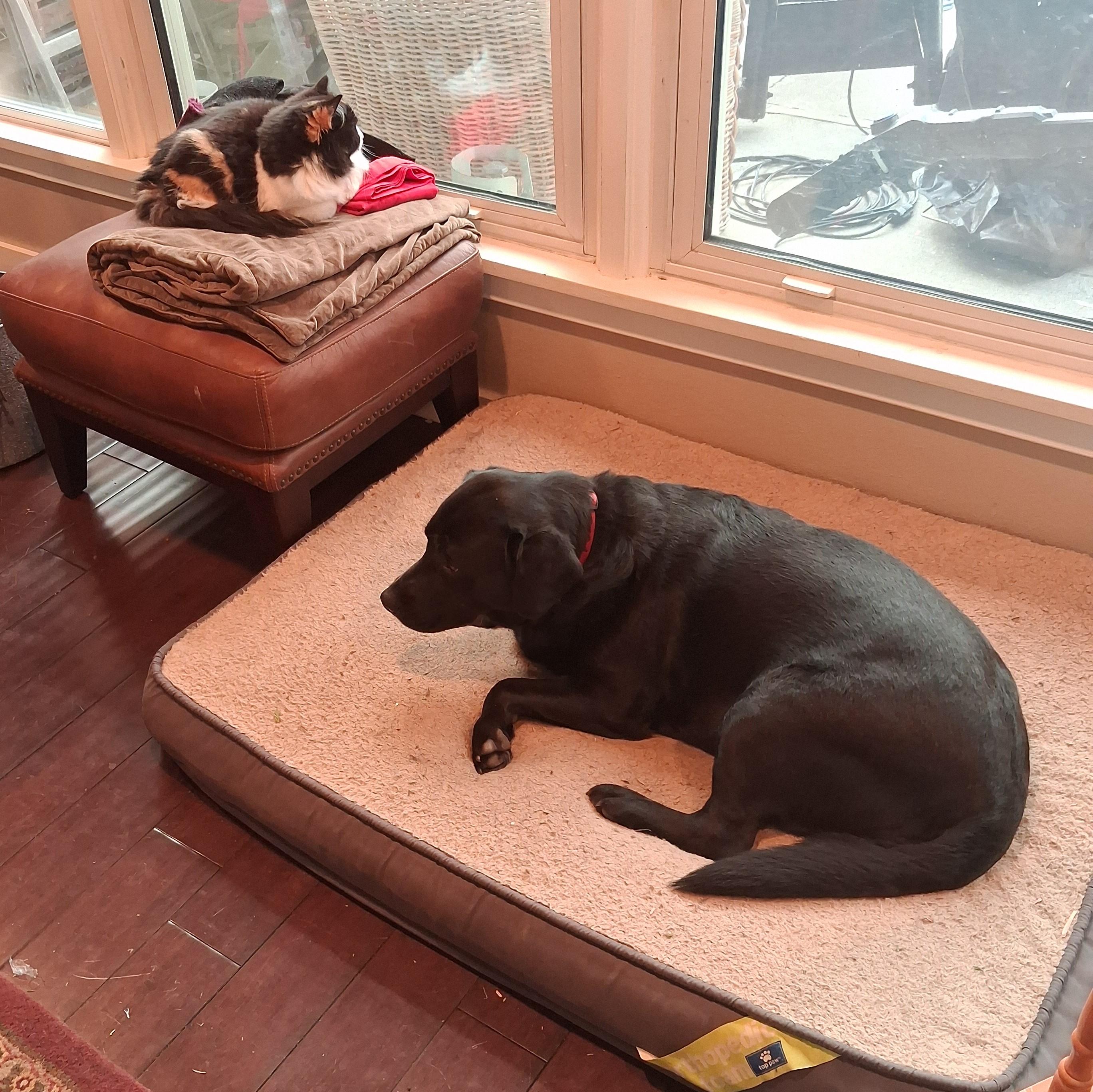 Poppy, adopted, Adult Female Black Labrador Retriever.