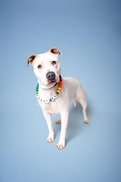 Bronte, Adoptable, Adult Female Pit Bull Terrier & Mixed Breed.