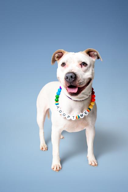 Enlarge Bronte, a Adoptable mixed breed in Sevierville, TN image 2/3
