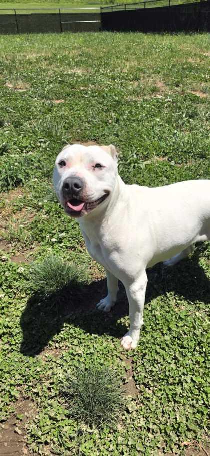 Enlarge Bronte, a Adoptable mixed breed in Sevierville, TN image 3/3