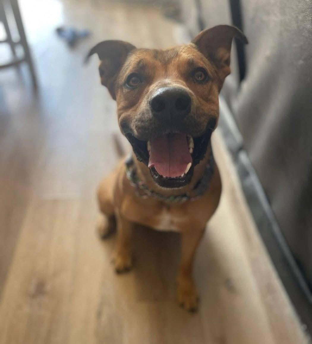 Oso, an adopted mixed breed in Colorado Springs, CO image 5/5
