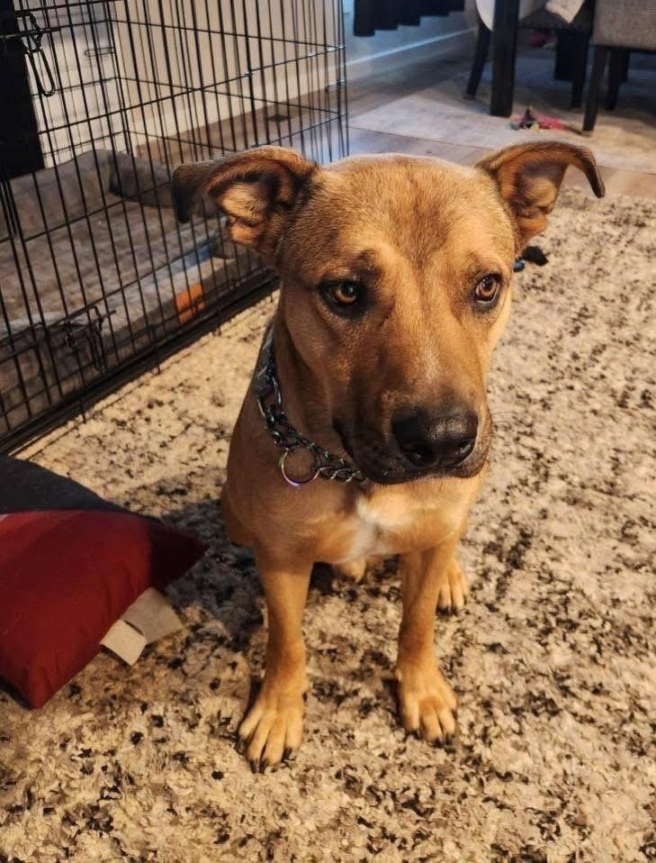 Oso, an adopted mixed breed in Colorado Springs, CO image 3/5