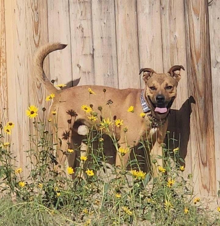 Oso, an adopted mixed breed in Colorado Springs, CO image 2/5