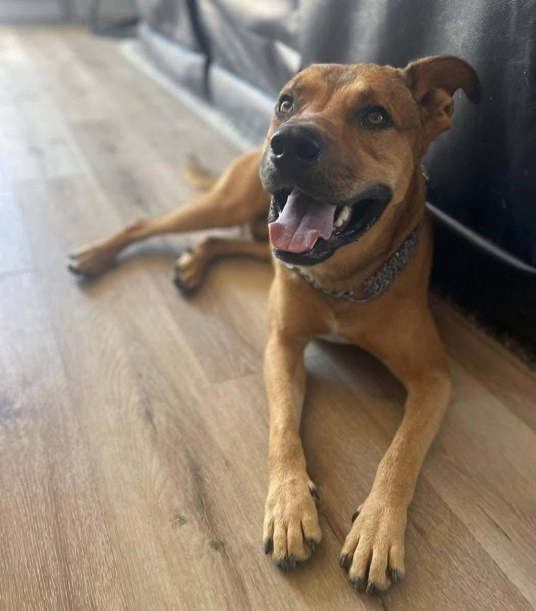 Oso, adopted, Young Male Shepherd.