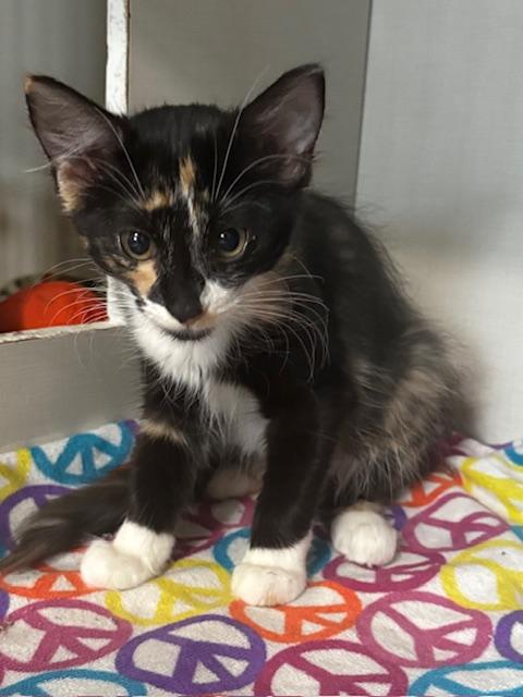 Pico and Guac, a Adoptable Domestic Short Hair in Hutchinson, MN image 3/6