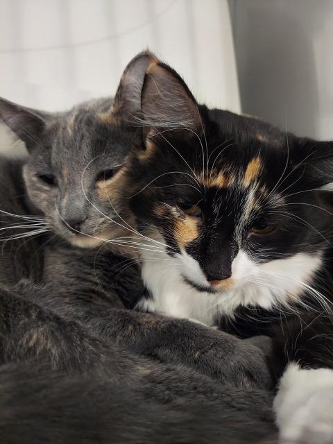 Enlarge Pico and Guac, an adopted Domestic Short Hair in Hutchinson, MN image 1/6