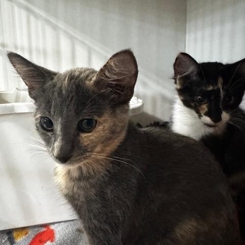 Pico and Guac, a Adoptable Domestic Short Hair in Hutchinson, MN image 4/6