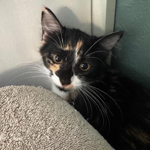 Pico and Guac, a Adoptable Domestic Short Hair in Hutchinson, MN image 1/6