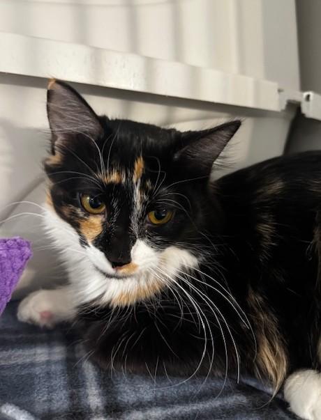 Enlarge Pico and Guac, a Adoptable Domestic Short Hair in Hutchinson, MN image 1/6