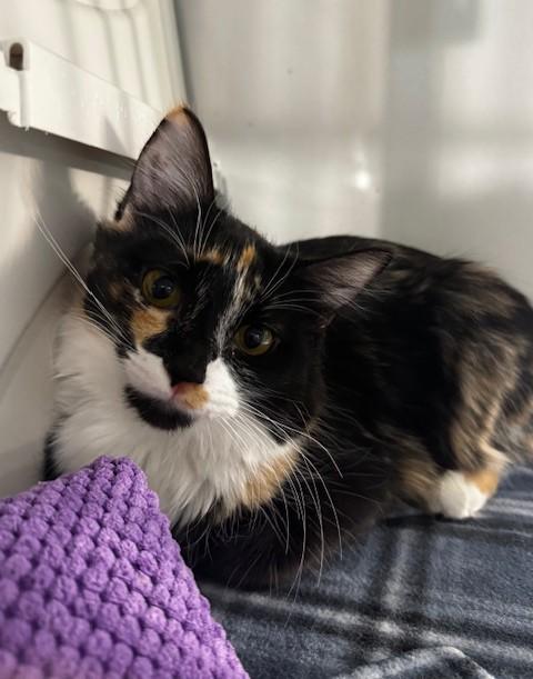 Enlarge Pico and Guac, a Adoptable Domestic Short Hair in Hutchinson, MN image 2/6