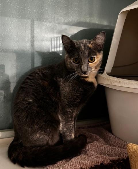 Enlarge Pico and Guac, a Adoptable Domestic Short Hair in Hutchinson, MN image 3/6