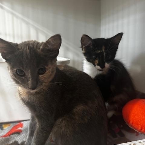 Pico and Guac, a Adoptable Domestic Short Hair in Hutchinson, MN image 5/6