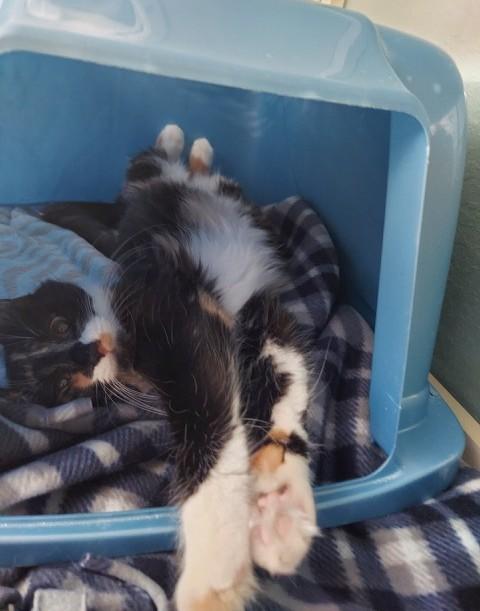 Pico and Guac, a Adoptable Domestic Short Hair in Hutchinson, MN image 2/6