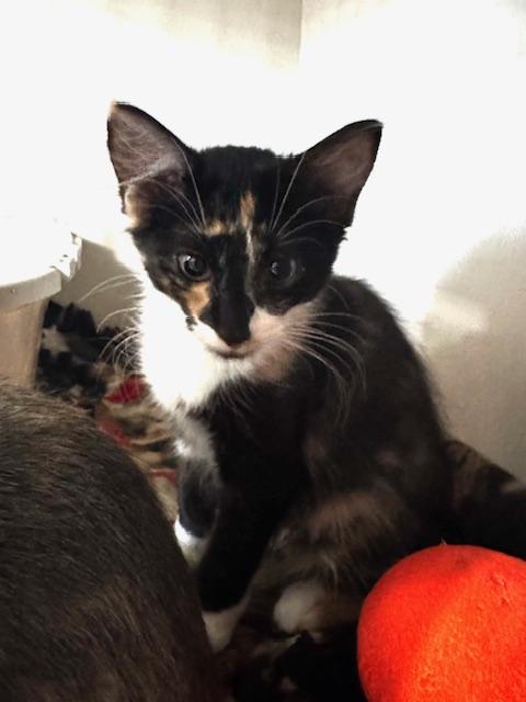 Pico and Guac, a Adoptable Domestic Short Hair in Hutchinson, MN image 6/6