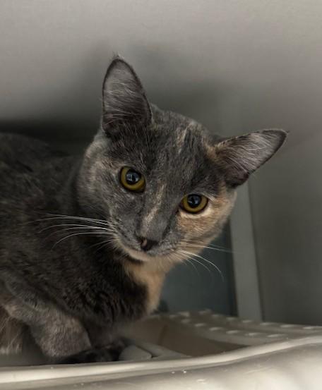 Enlarge Pico and Guac, a Adoptable Domestic Short Hair in Hutchinson, MN image 5/6