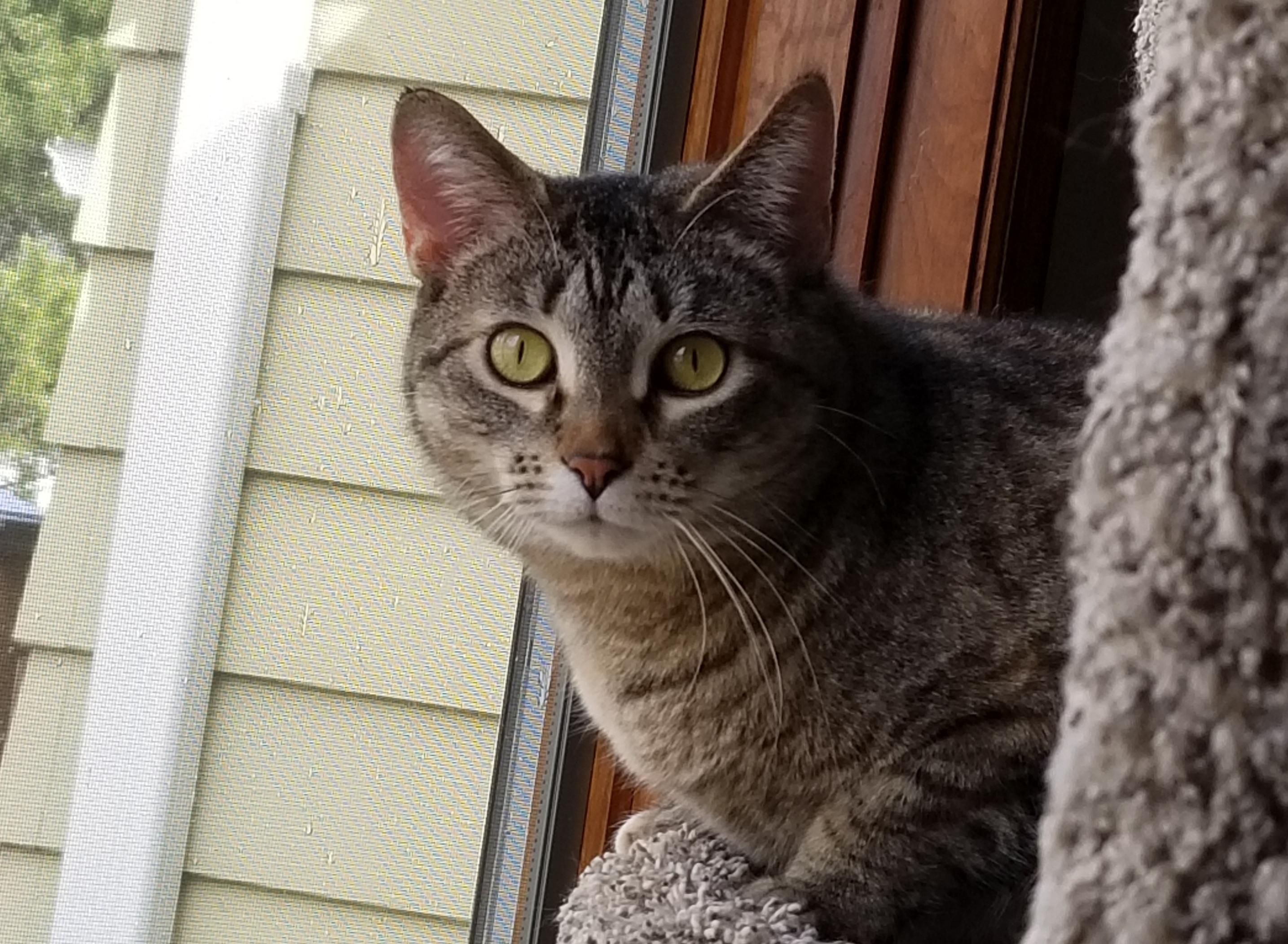 Lenore, Adoptable, Adult Female Torbie.