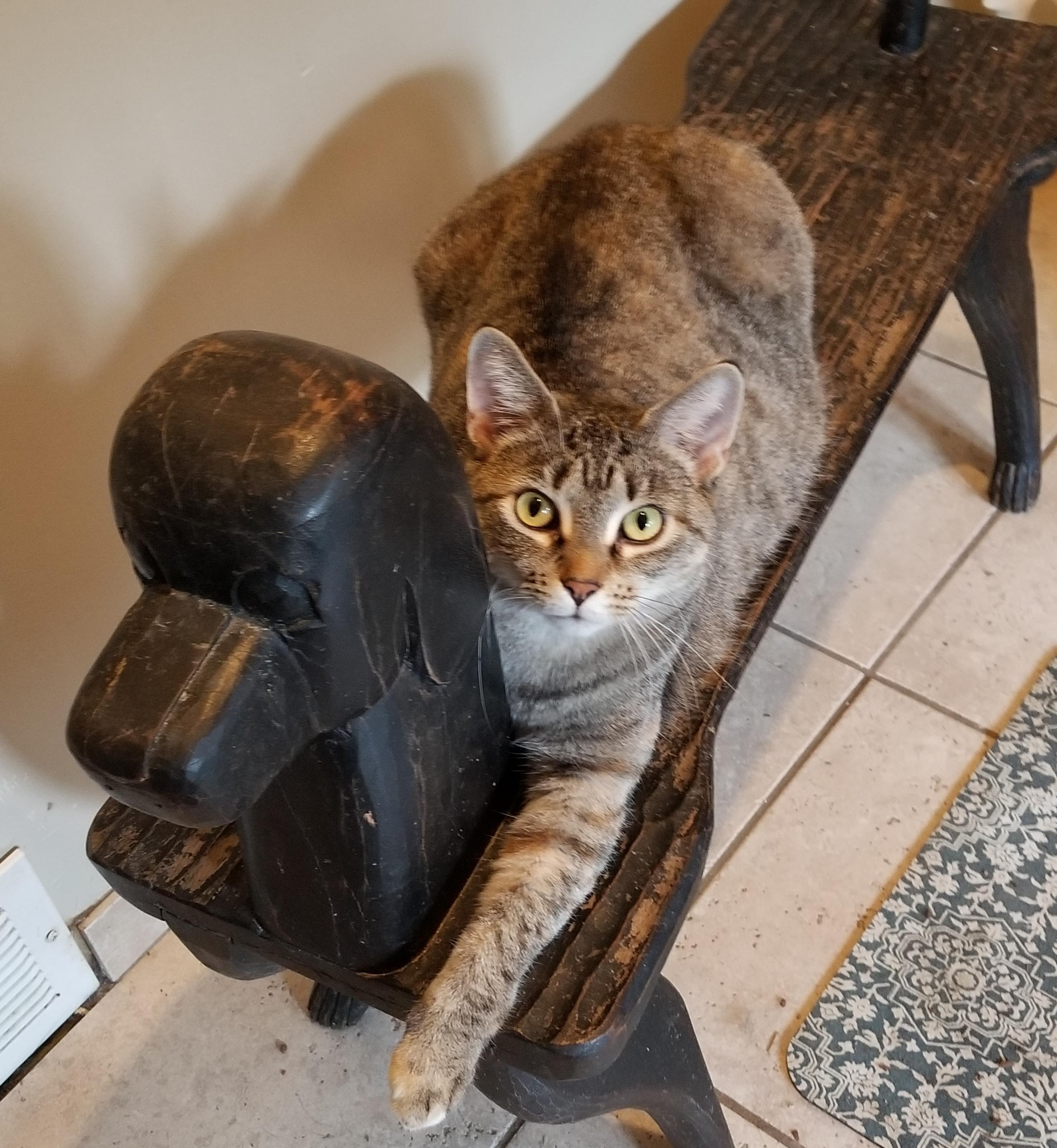 Enlarge Lenore, a Adoptable mixed breed in Roseville, MN image 2/3