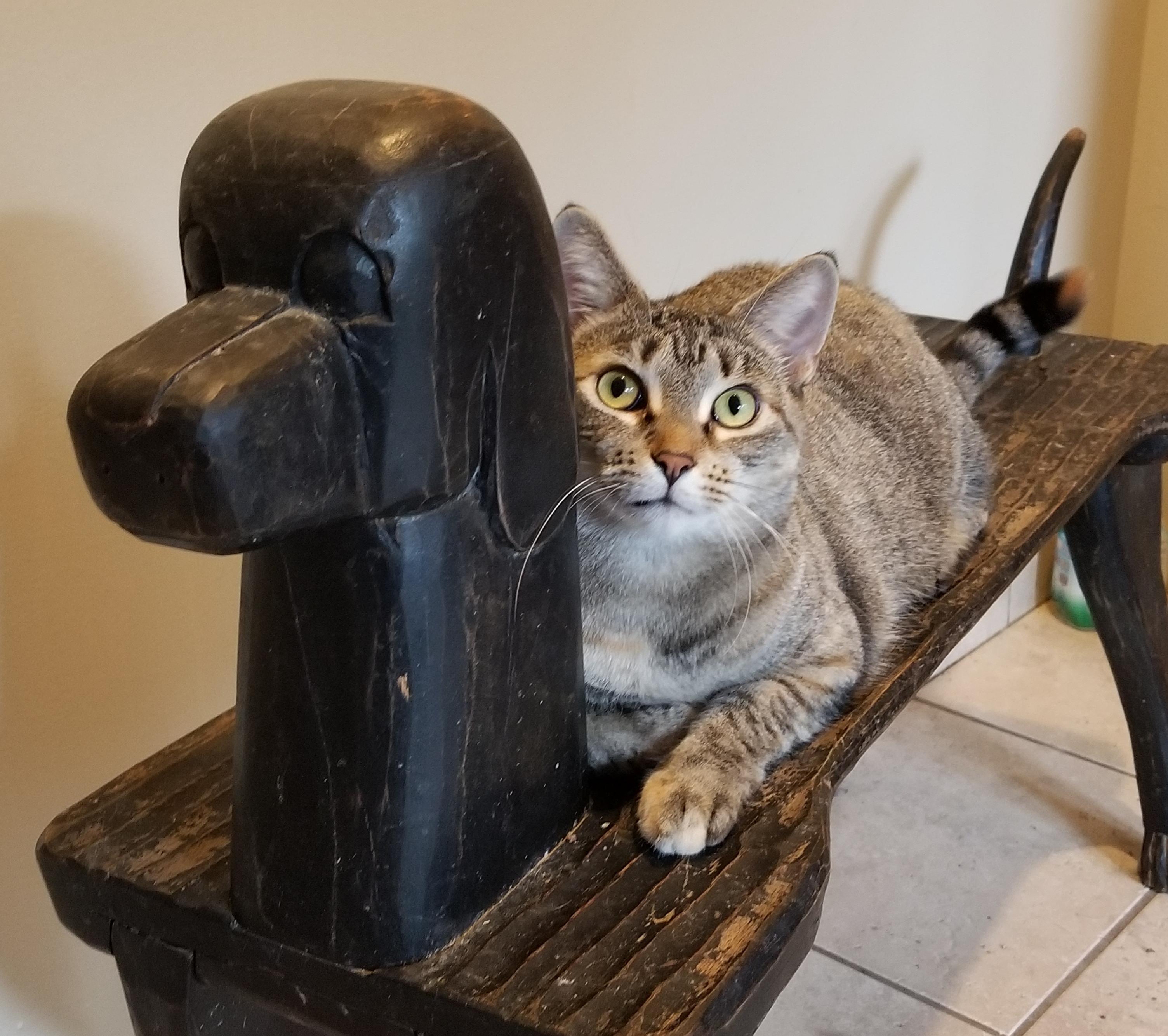 Lenore, Adoptable, Adult Female Torbie.