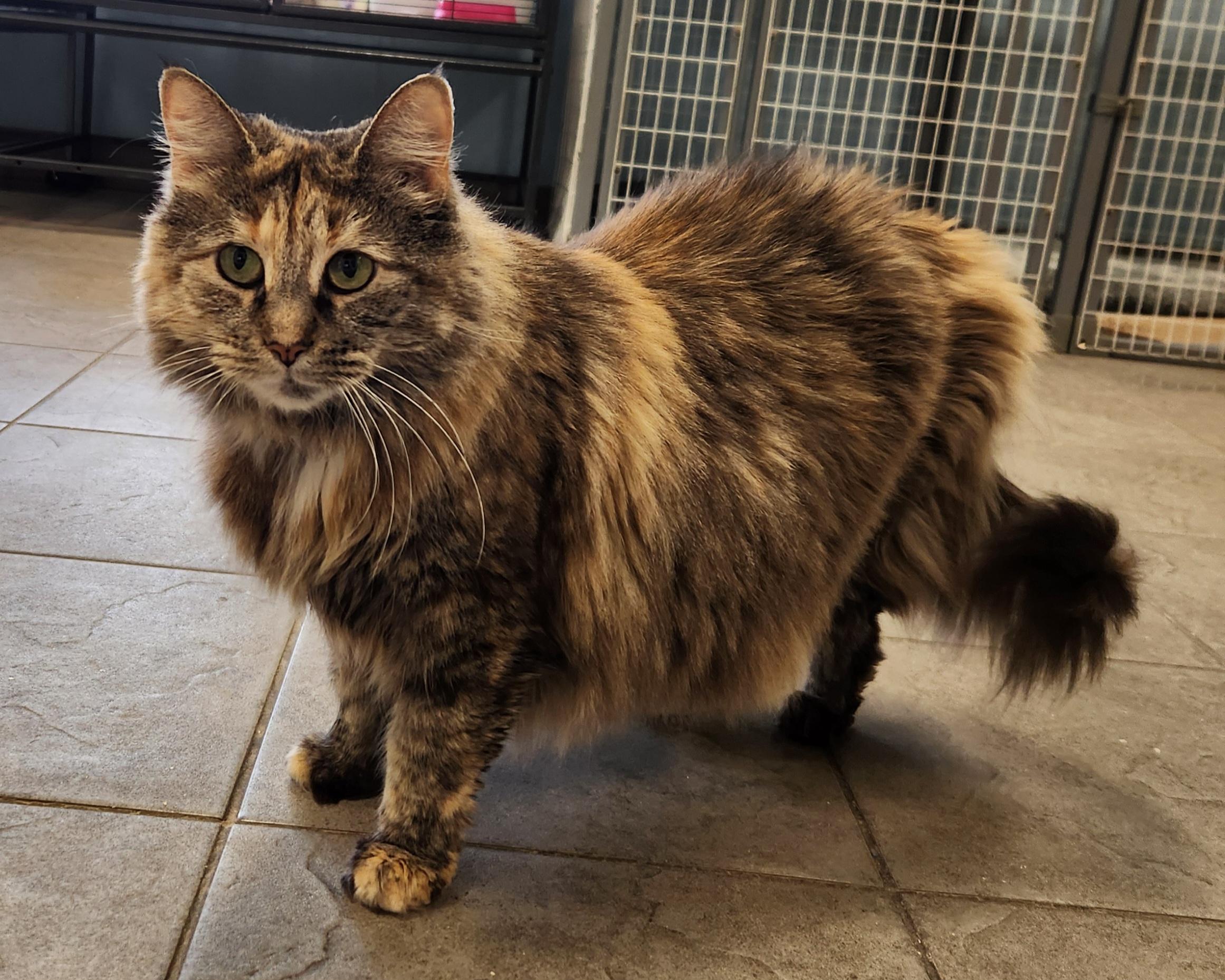 Enlarge Misty, a Adopted Domestic Long Hair in Sewaren, NJ image 1/3