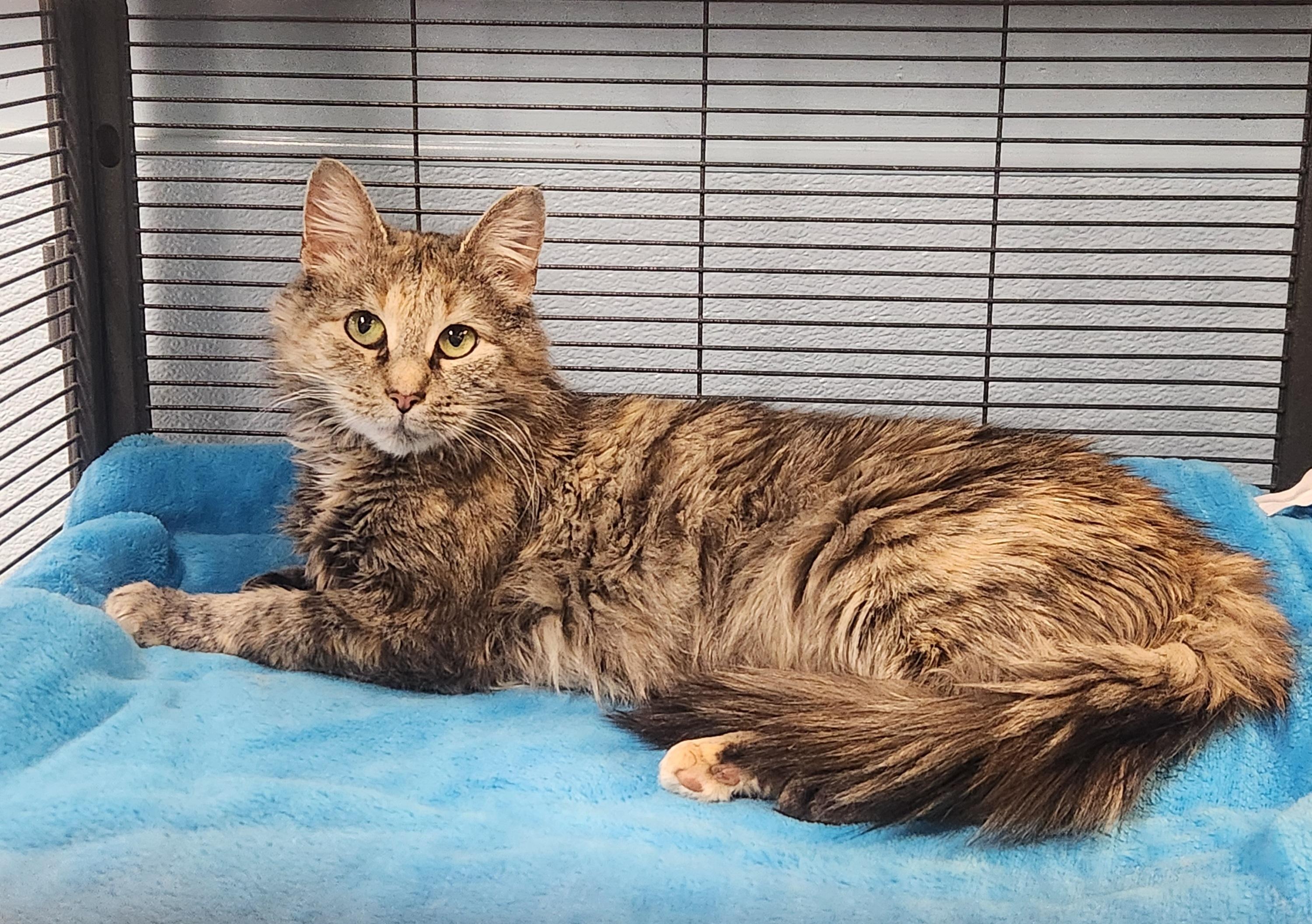 Enlarge Misty, a Adopted Domestic Long Hair in Sewaren, NJ image 3/3