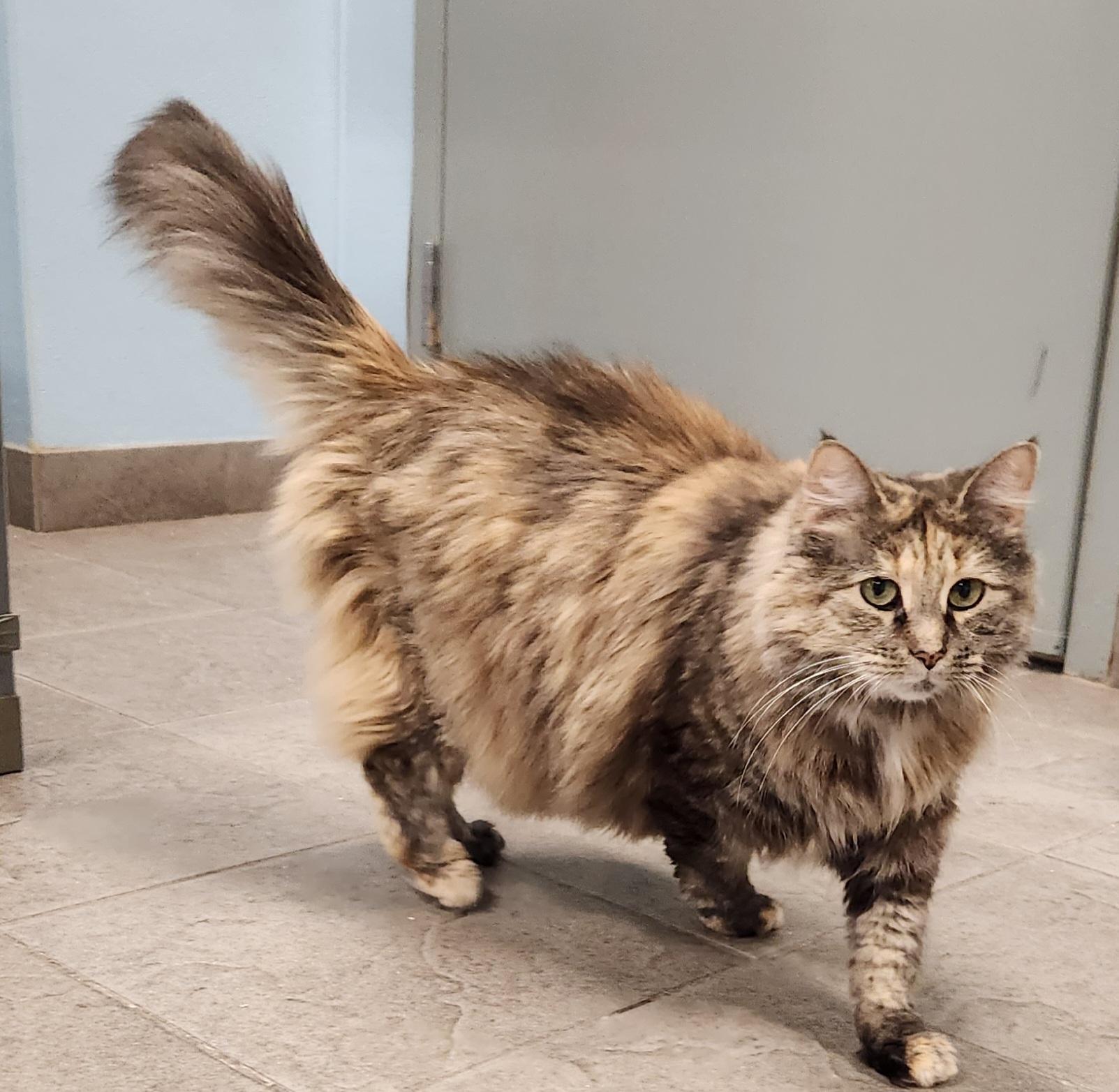 Enlarge Misty, a Adopted Domestic Long Hair in Sewaren, NJ image 2/3