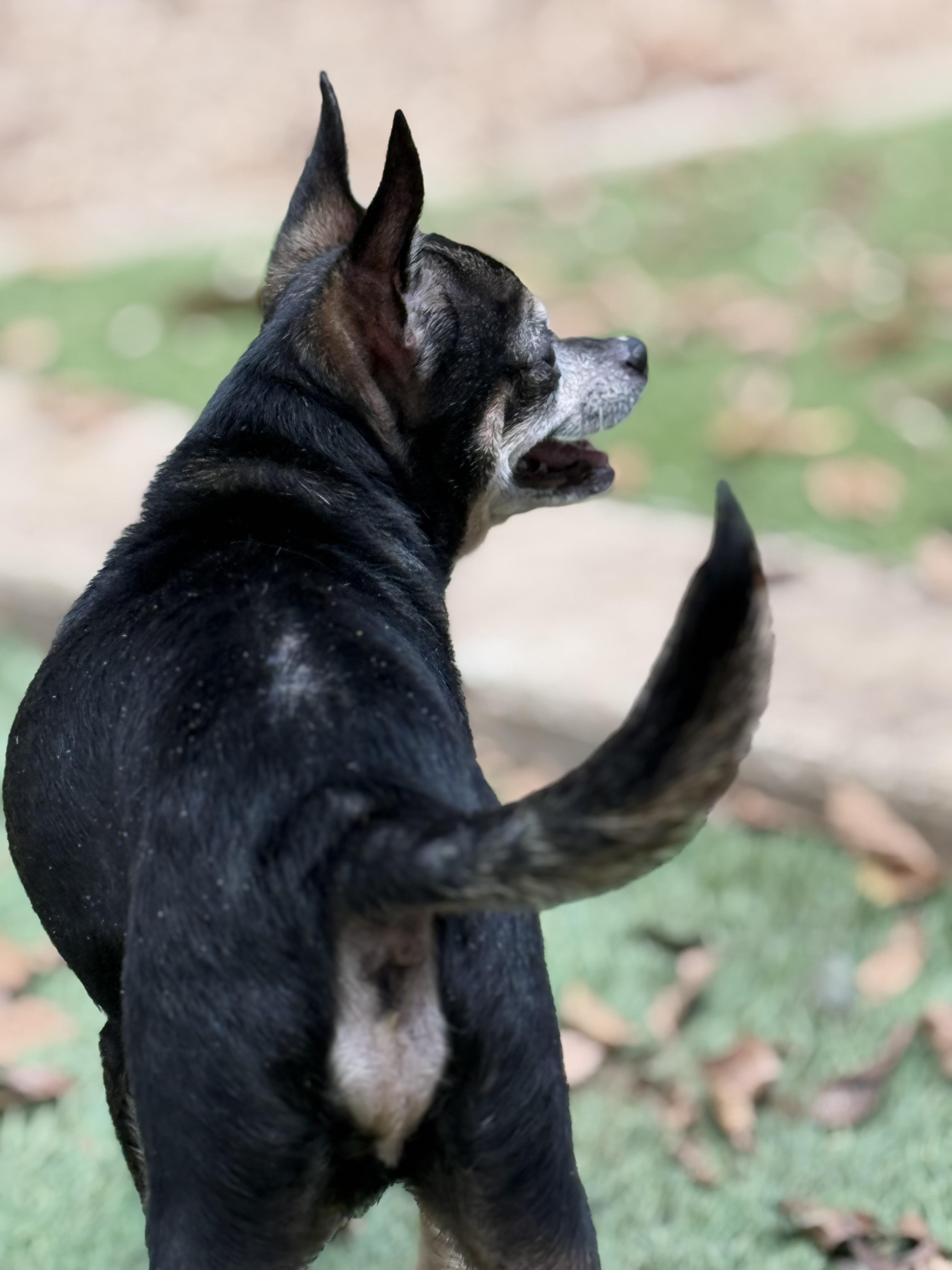 Enlarge Tico, a ADOPTABLE Chihuahua in Dallas, TX image 3/5