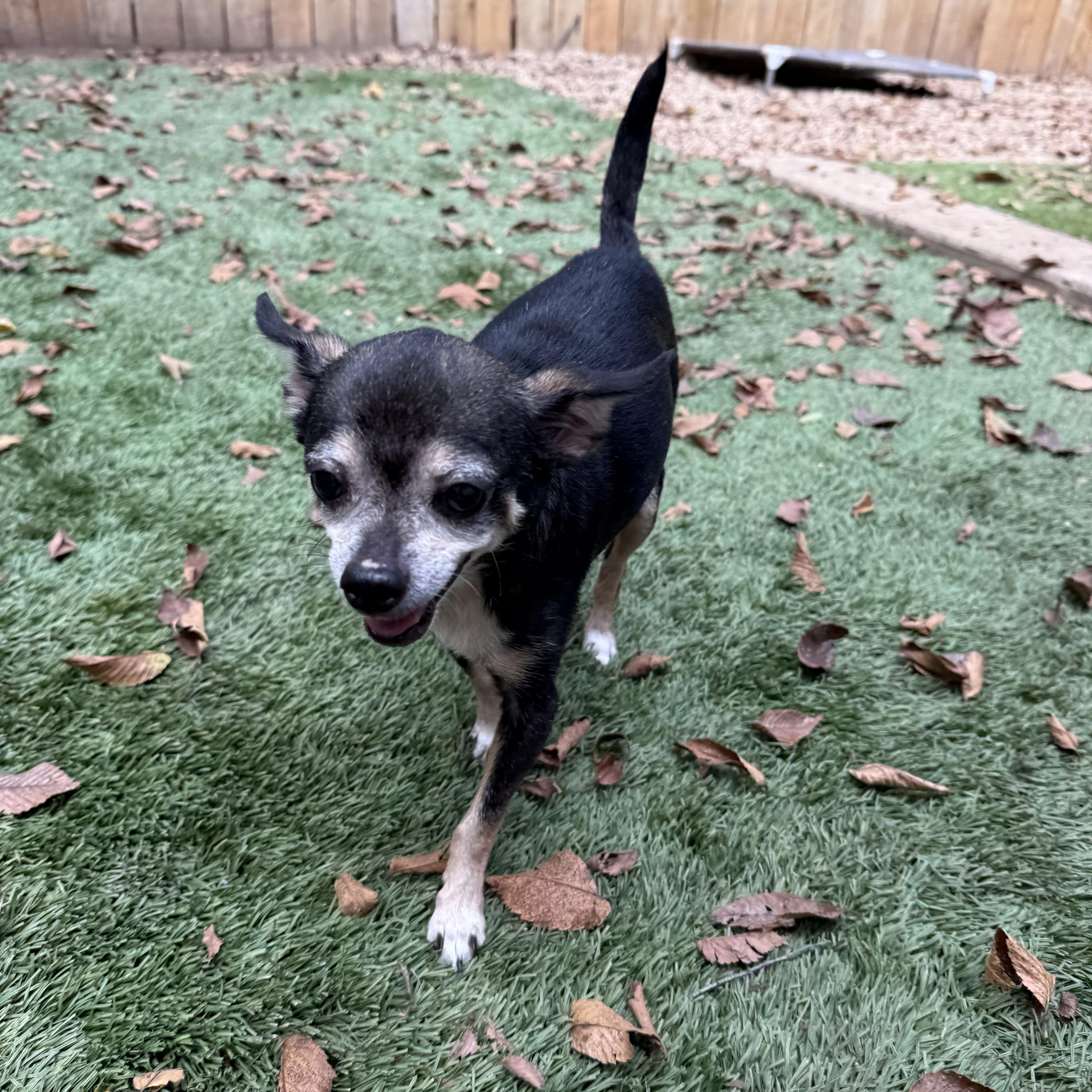 Enlarge Tico, a ADOPTABLE Chihuahua in Dallas, TX image 2/5