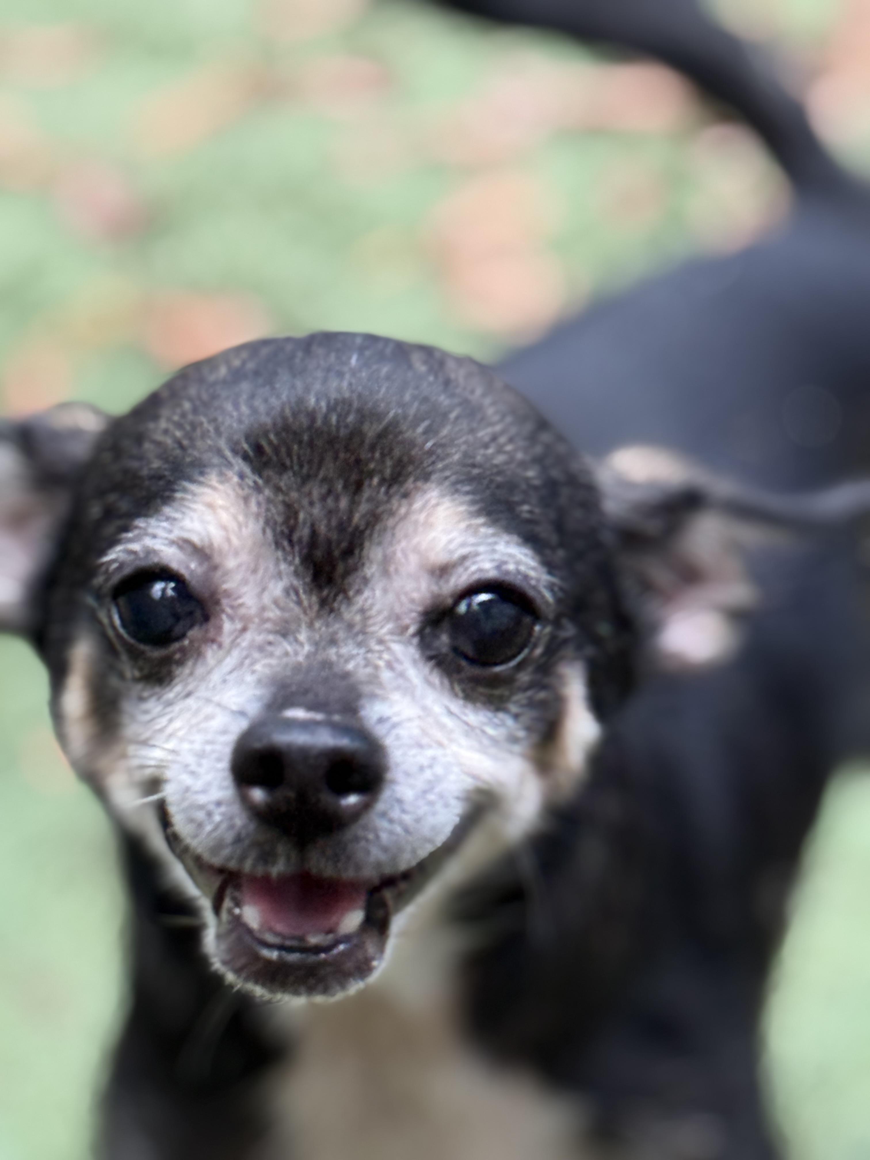Enlarge Tico, a ADOPTABLE Chihuahua in Dallas, TX image 1/5