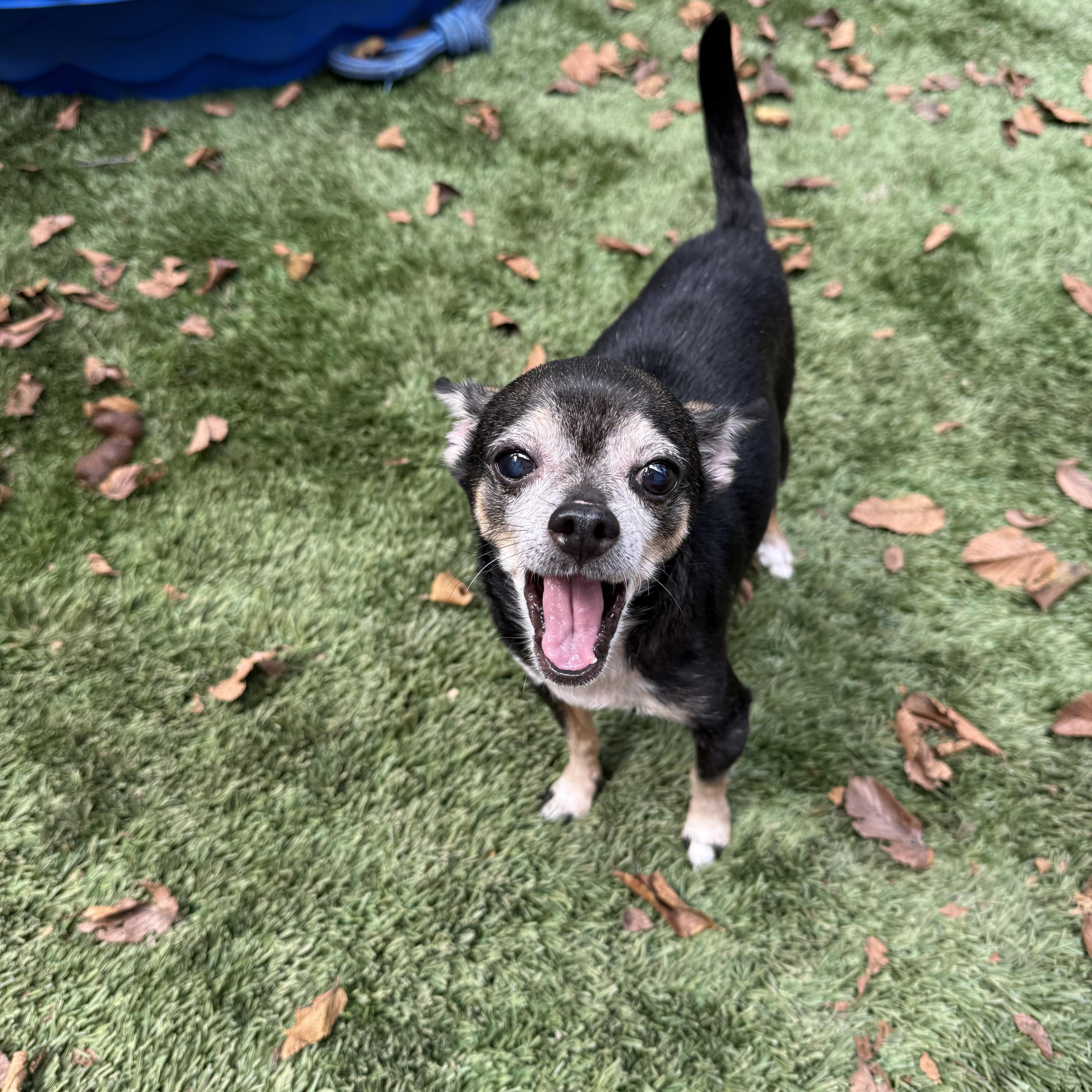 Enlarge Tico, a ADOPTABLE Chihuahua in Dallas, TX image 5/5