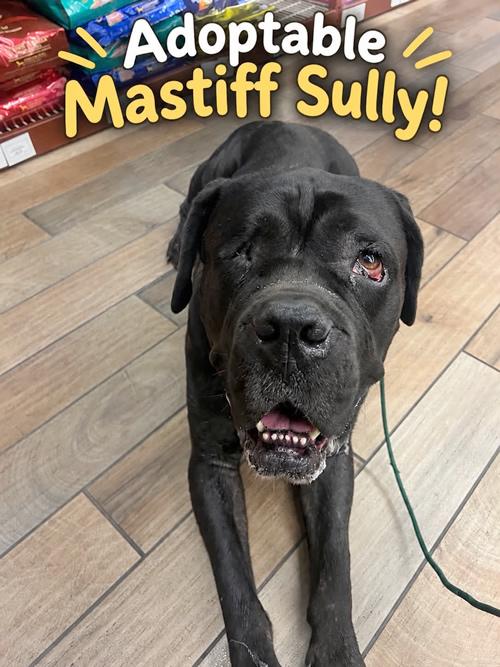 Enlarge Sully, a Adoptable Cane Corso in Antioch, CA image 3/3