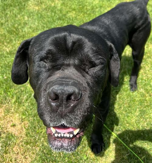 Enlarge Sully, a Adoptable Cane Corso in Antioch, CA image 1/3
