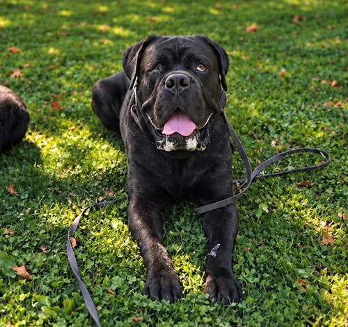 Enlarge Sully, a Adoptable Cane Corso in Antioch, CA image 2/3